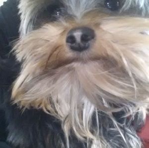 Meet your Posher, Tana